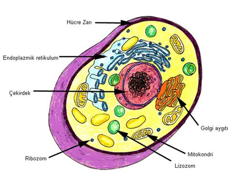 hücre şebekesi nedir